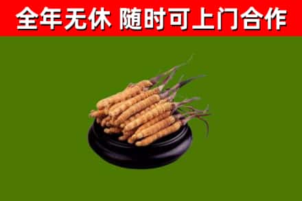 襄樊市回收冬虫夏草