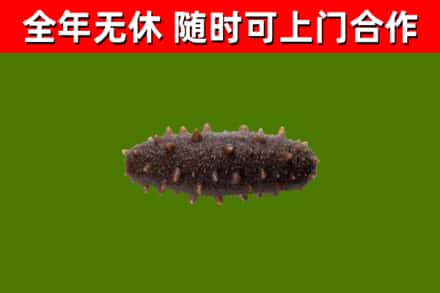 襄樊市回收海参干